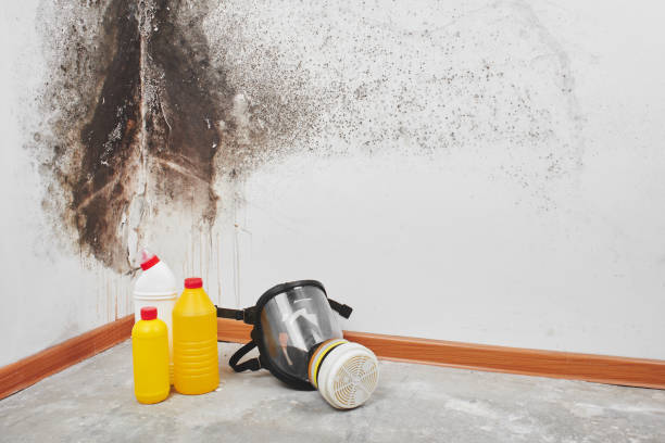 Best Mold Testing  in Cedar Crest, MA