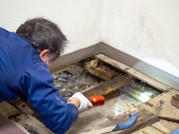 Best Certified Mold Removal  in Cedar Crest, MA