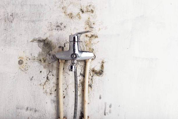 Best Emergency Mold Removal  in Cedar Crest, MA