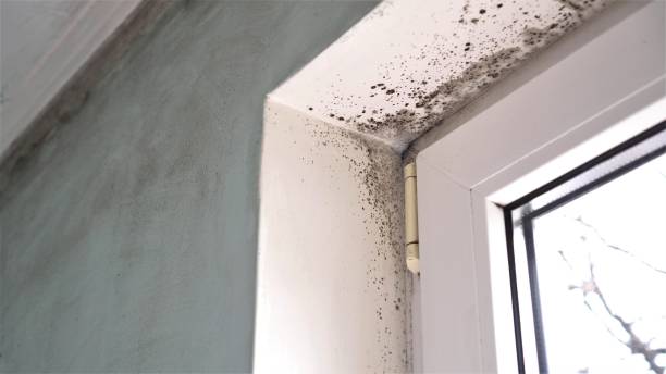 Certified Mold Removal in Cedar Crest, MA