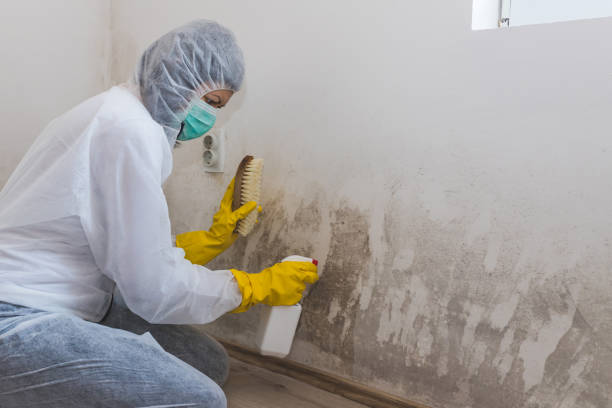 Best Same-Day Mold Removal  in Cedar Crest, MA