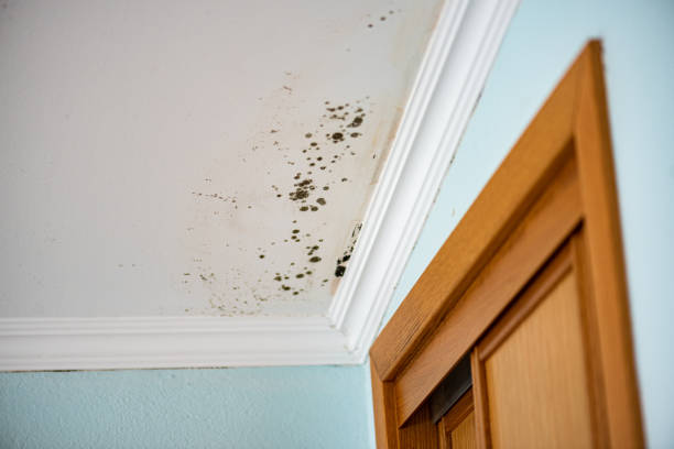 Best Mold Cleaning Services  in Cedar Crest, MA