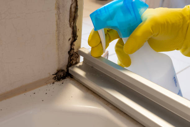 Best Fast Mold Removal  in Cedar Crest, MA