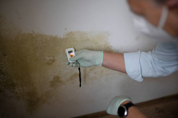 Best Mold Testing  in Cedar Crest, MA