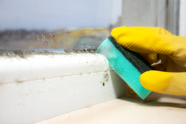 Best Mold Remediation Experts  in Cedar Crest, MA