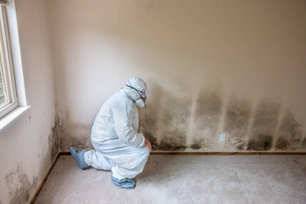 Best Toxic Mold Removal  in Cedar Crest, MA