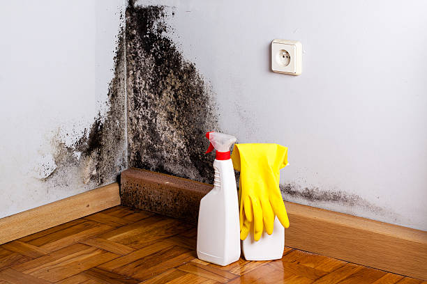 Professional Mold Removal in Cedar Crest, MA
