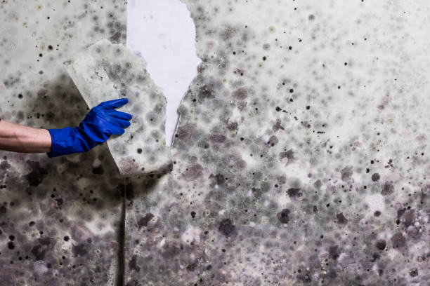 Best Crawl Space Mold Removal  in Cedar Crest, MA