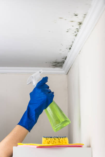 Best Mold Remediation  in Cedar Crest, MA