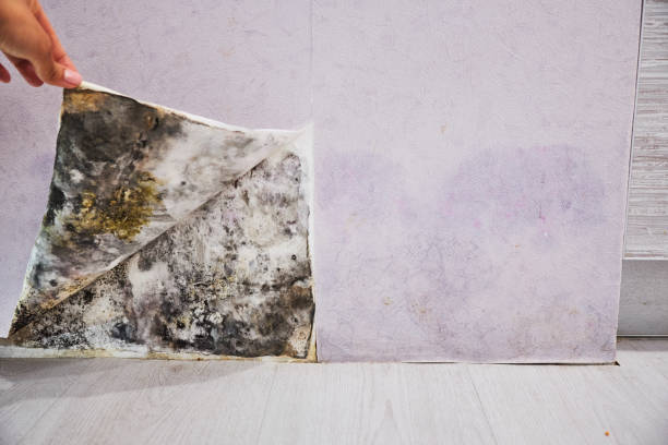 Best Commercial Mold Removal  in Cedar Crest, MA